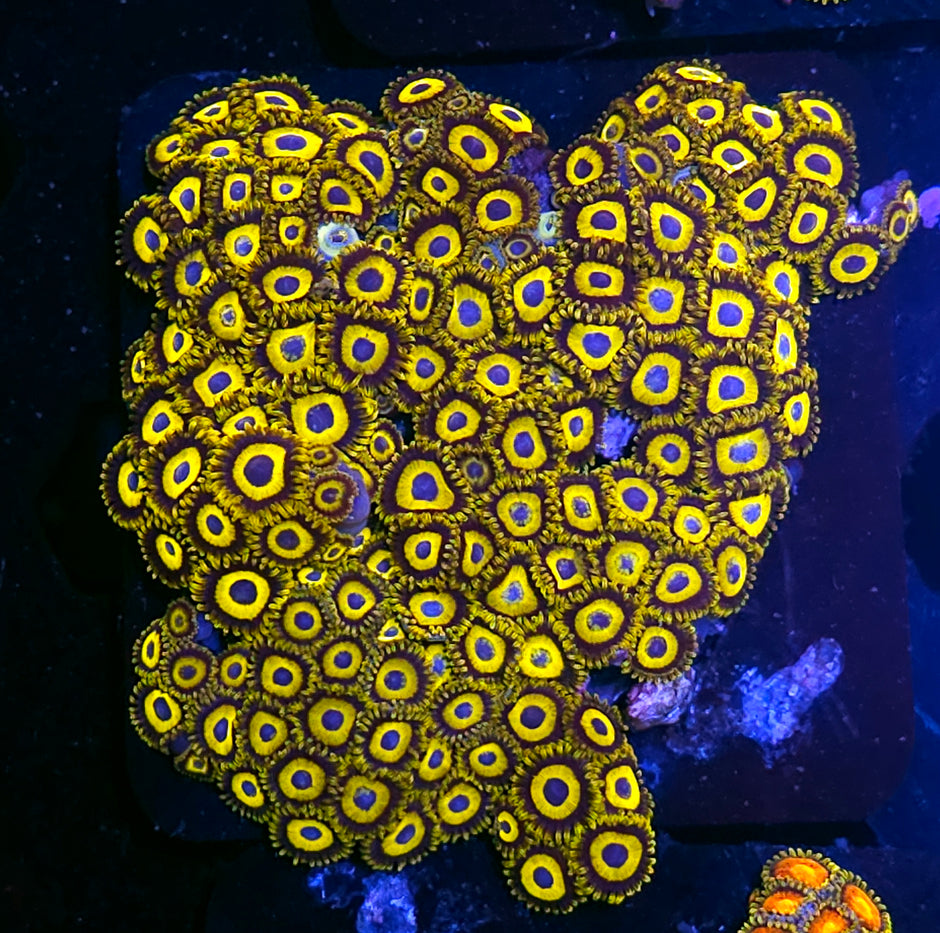 Next Generation Purple Hornet Zoa Colony