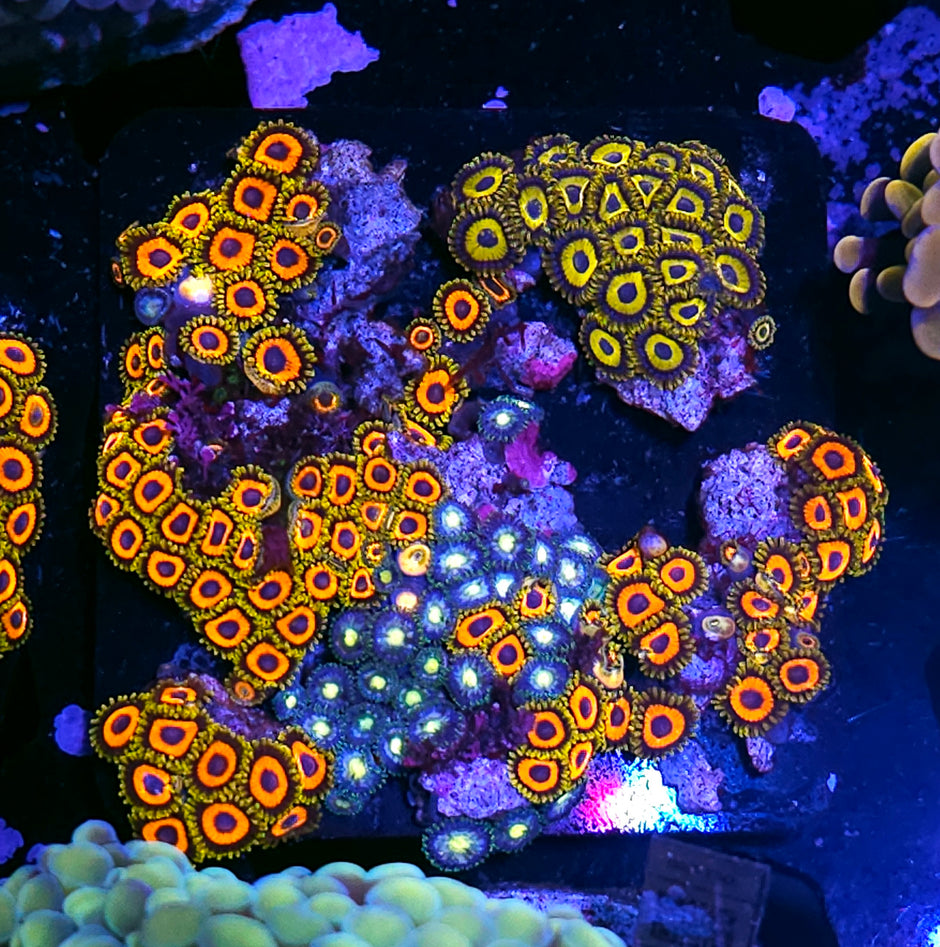 😱🥴🤯NGPH, Treehouse of Terror, and Electric Butterfly Zoa Colony🤯🥴😱