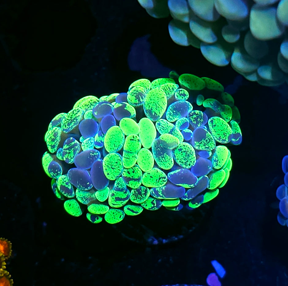 Double Toxic Splatter Branching Hammer