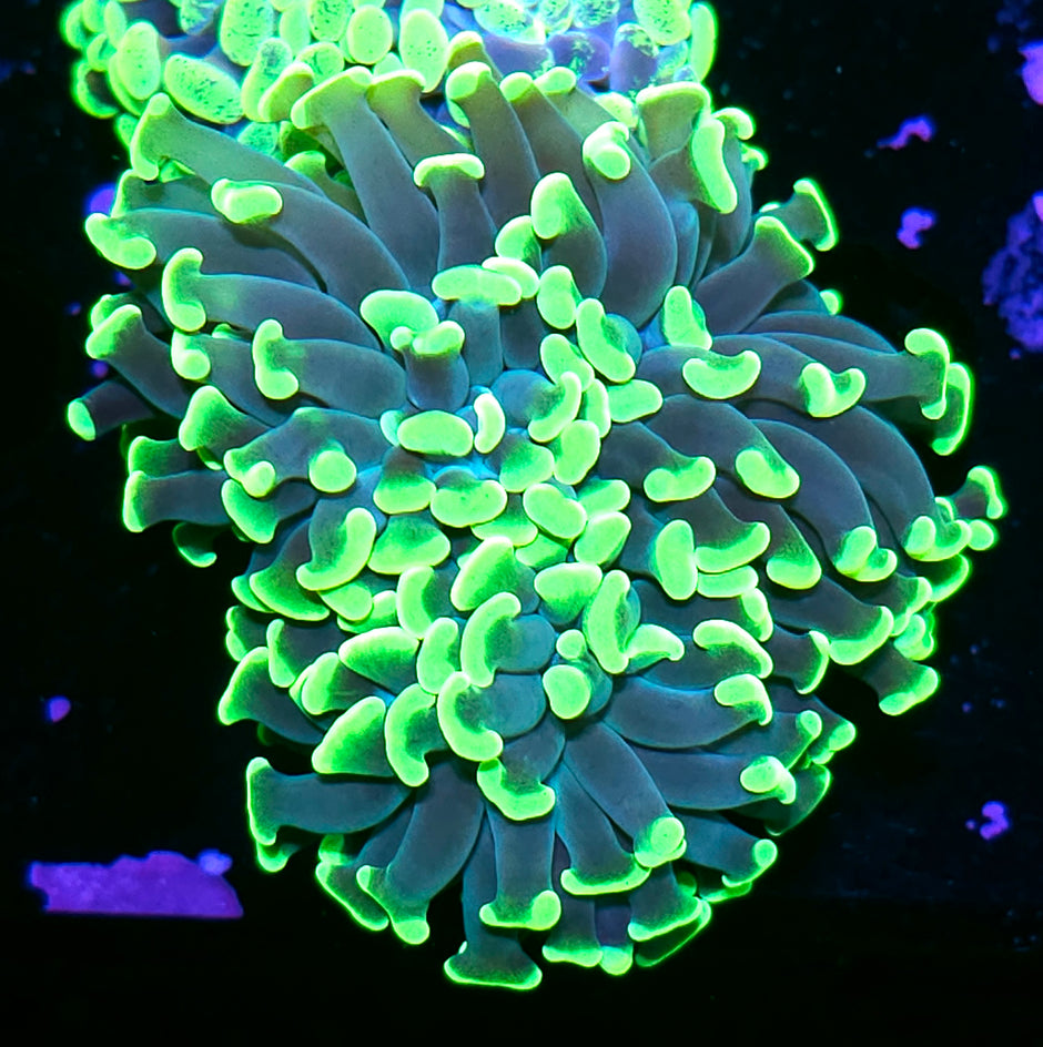 Emerald Branching Hammer