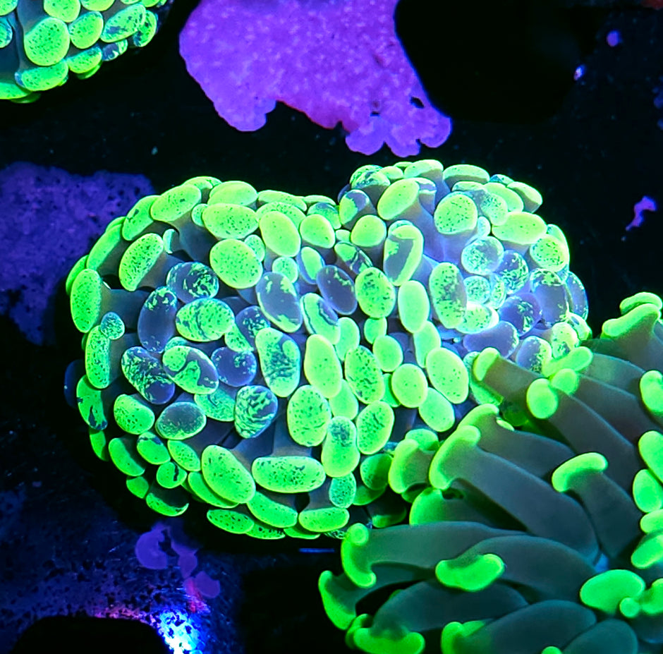 2 Head Toxic Splatter Branching Hammer