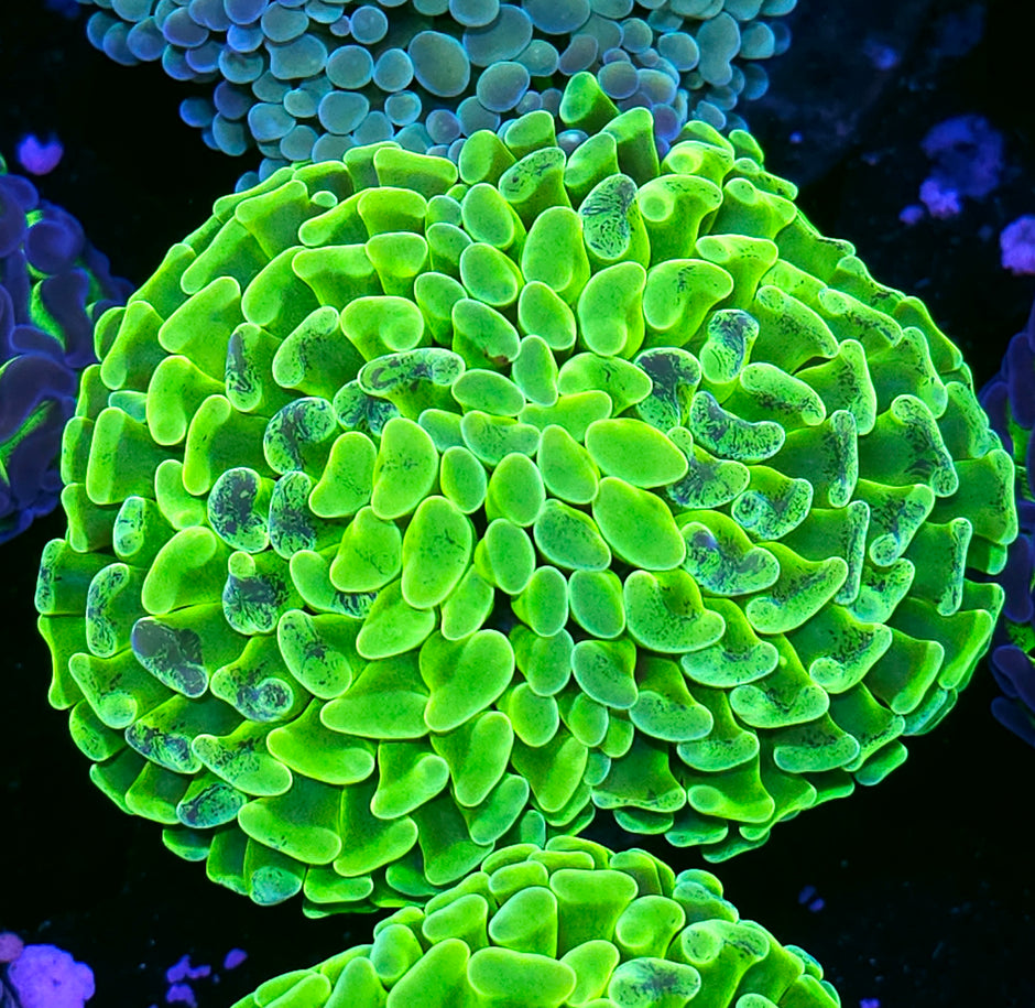 Electric Limeade Fat Head Branching Hammer