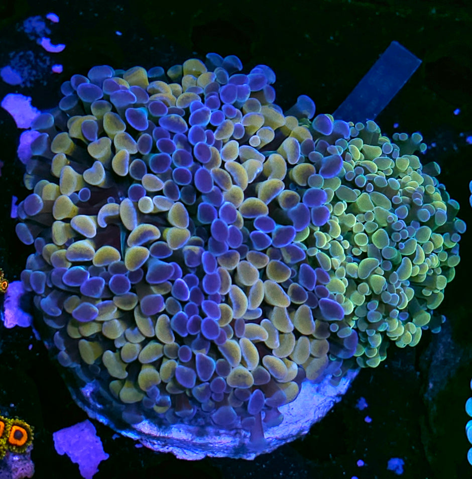 Approx 6-7 Head Holy Shit Grafted Branching Hammer Colony