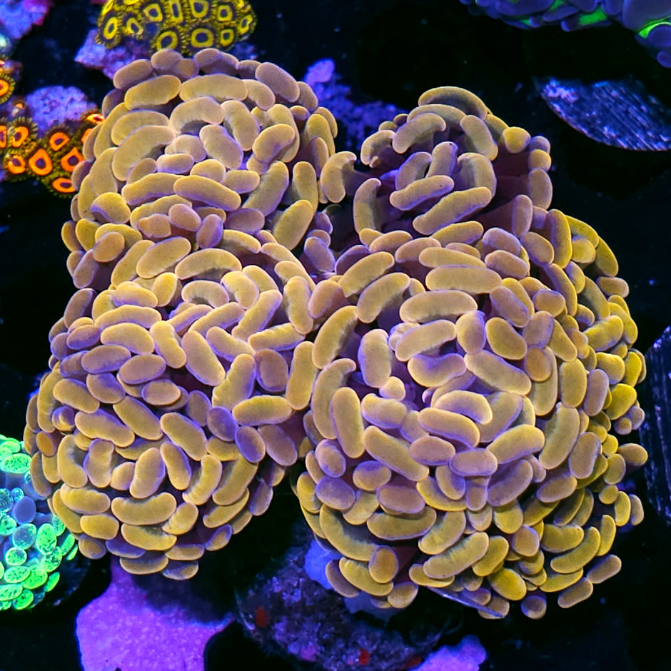Approx 6-7 Head Golden Goose Branching Hammer Colony