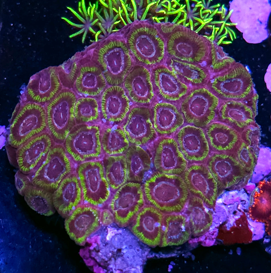 😍Ferrari F50 Micromussa Amakusensis Colony😍