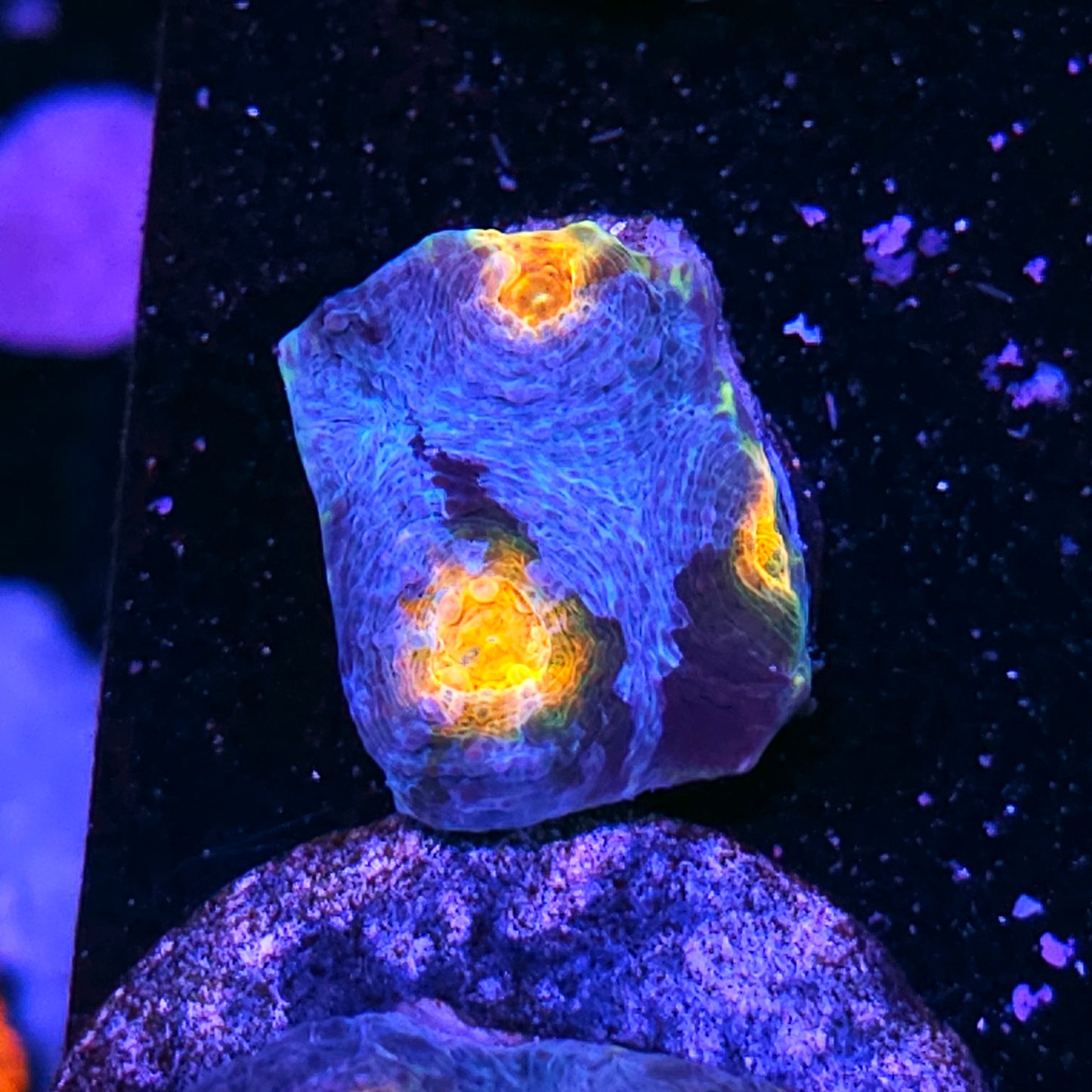 Warp Drive Acan Echinata