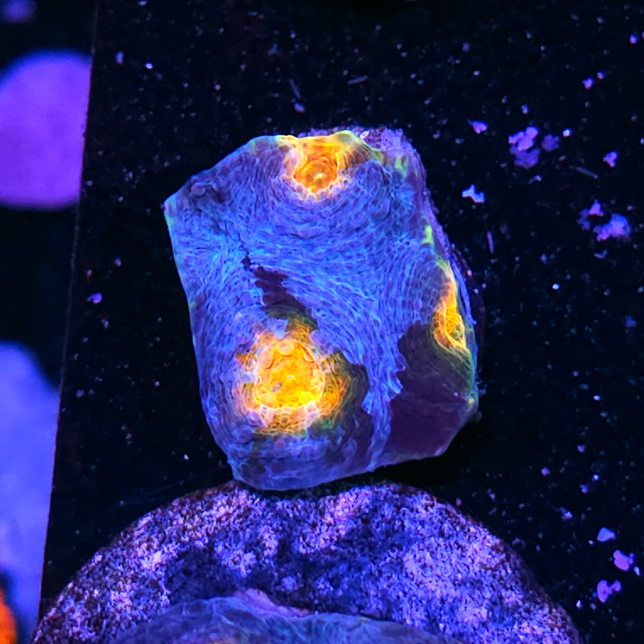 Warp Drive Acan Echinata