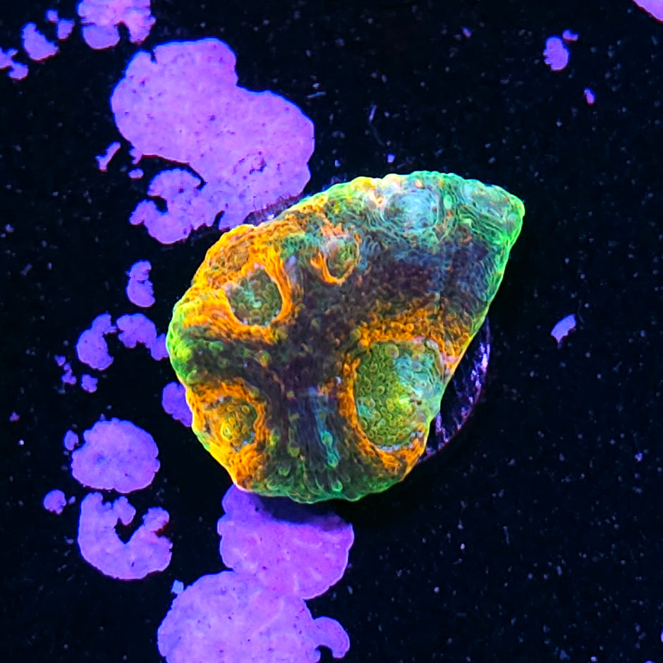 Spooky Season Acan Echinata