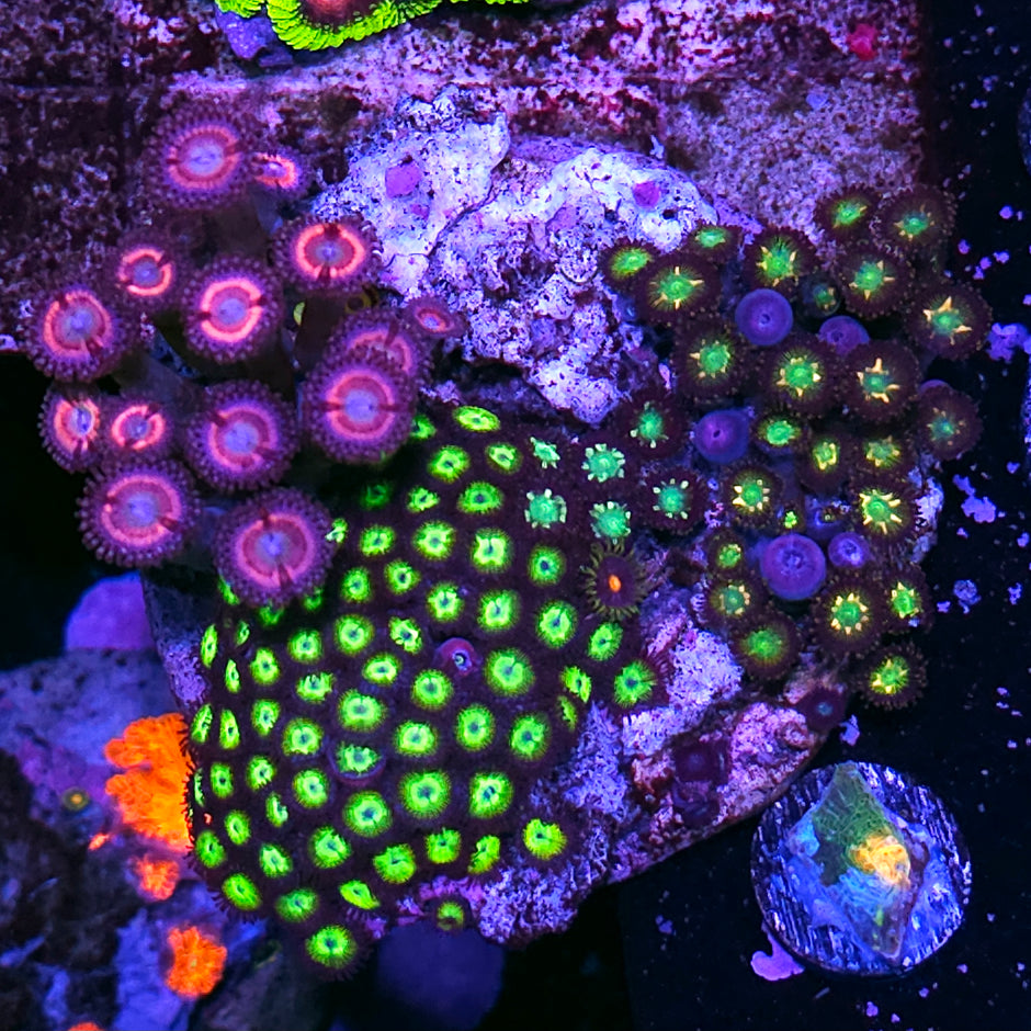 Mean Green, Paradise, and Pink Shield Zoa Colony