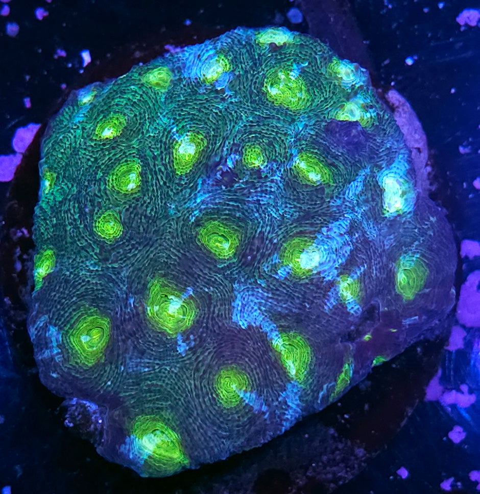 Invaders Acan Echinata Colony
