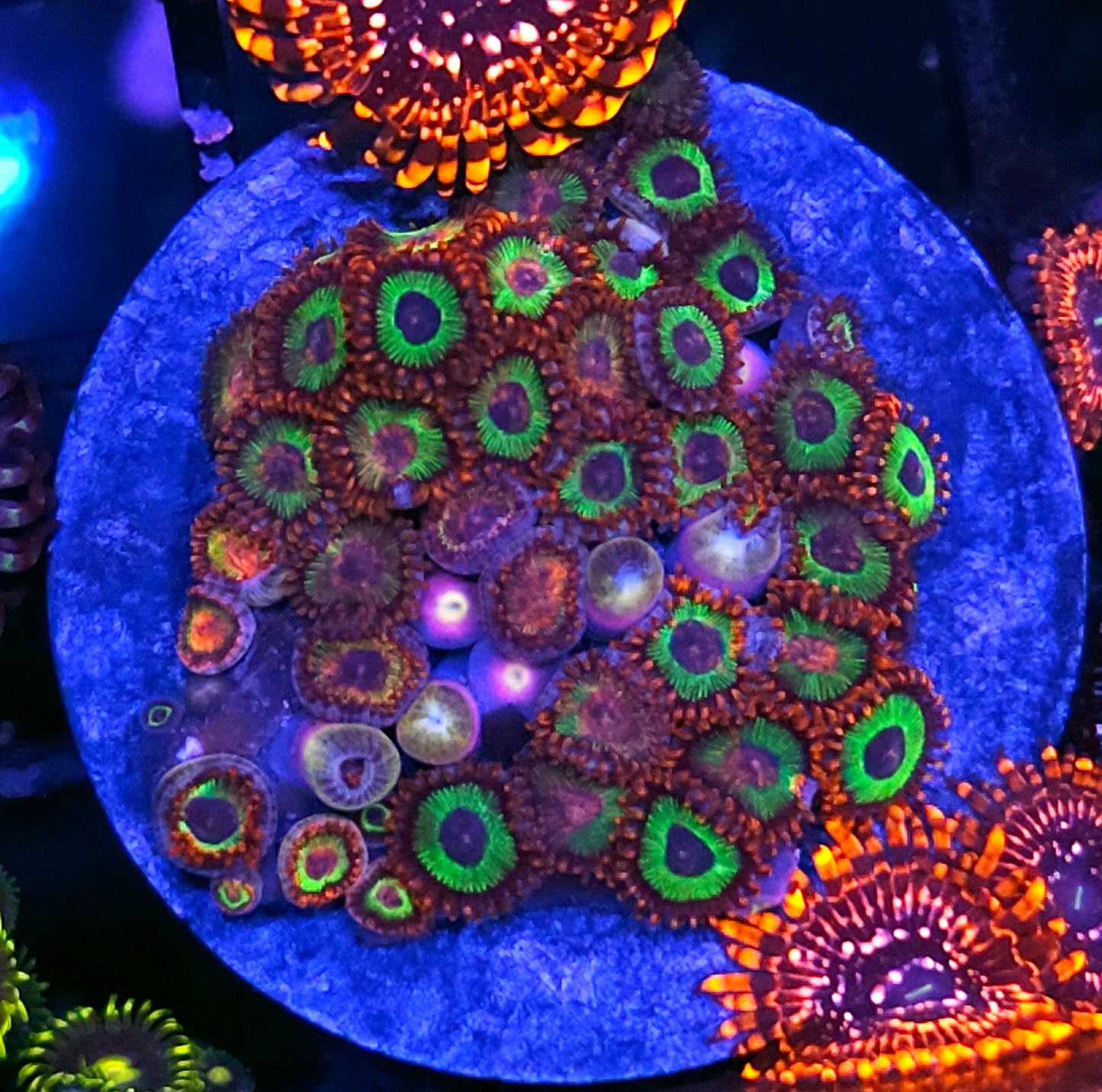 Emerald on Fire Zoa Colony