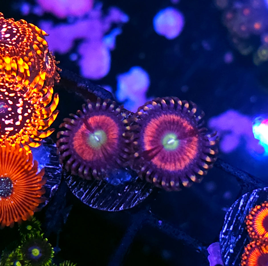 Candy Kisses Zoas