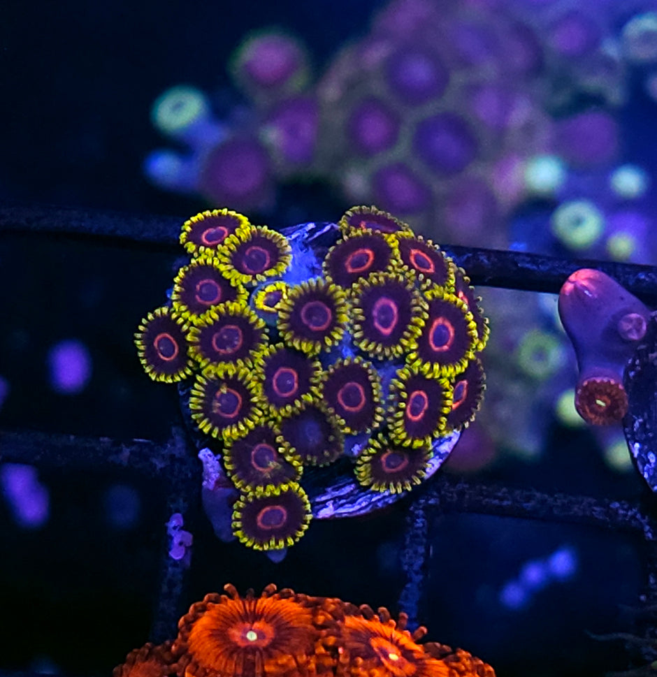 Radioactive Hornet Zoas