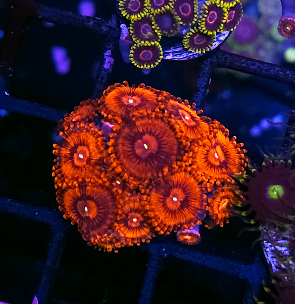 DR Hellboy Zoas