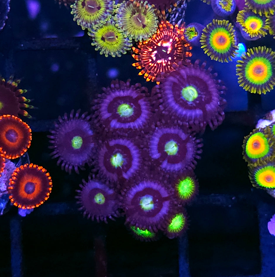 Midnight Lotus Zoas
