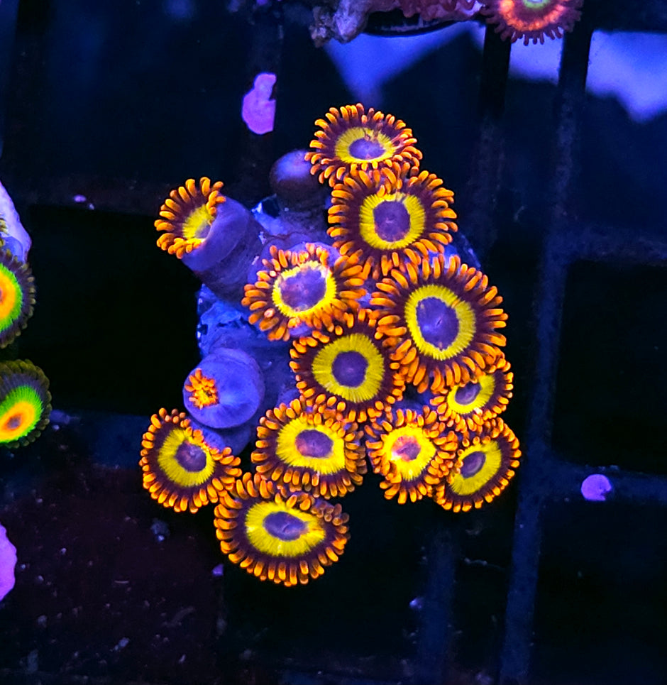 Fruit Loop Zoas