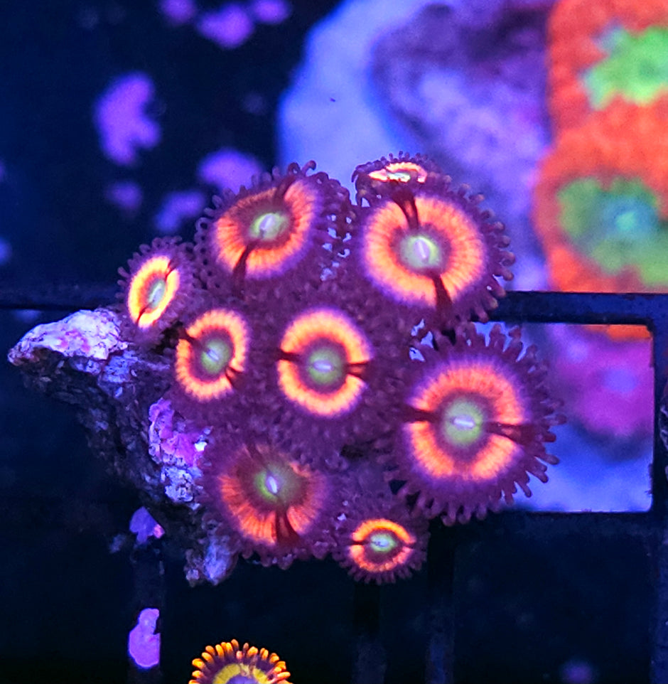 Gucci Gang Zoas