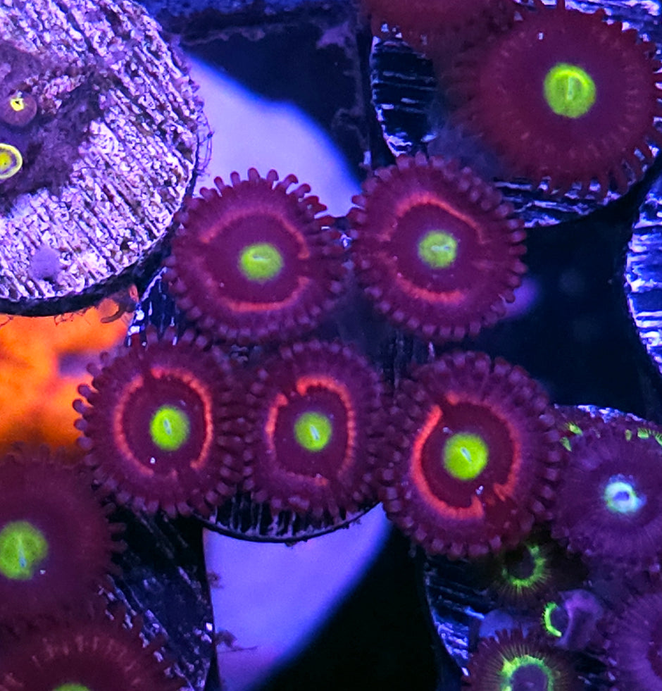 Cats Eye Zoas