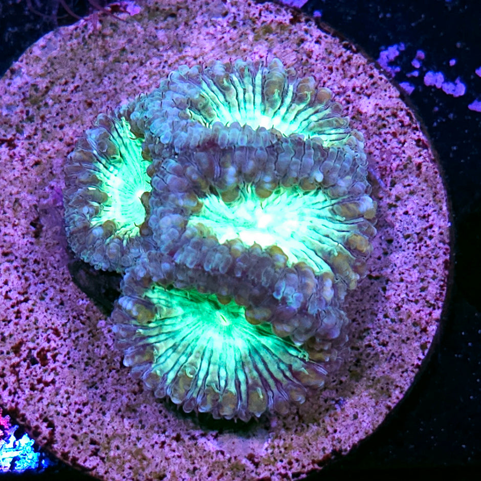 Possessed Indonesian Blasto Colony