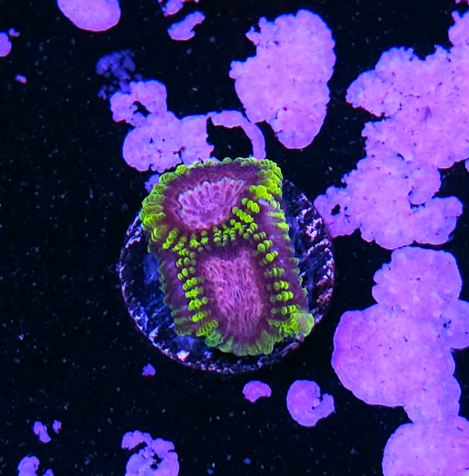 HF Touch of Pink Favia