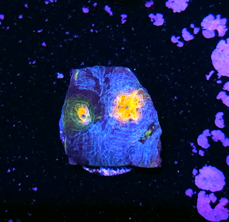 Jurassic Park Acan Echinata