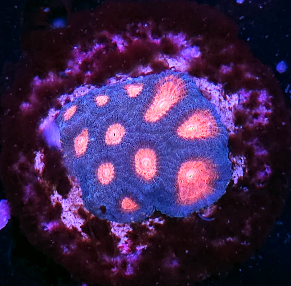 HF Gumball Favia Colony