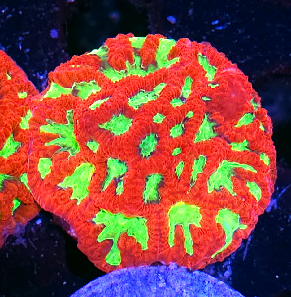 HF Wildside Favia Colony