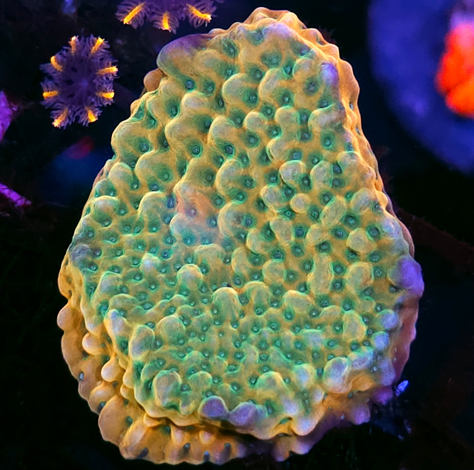 DR Beach Bum Montipora Colony
