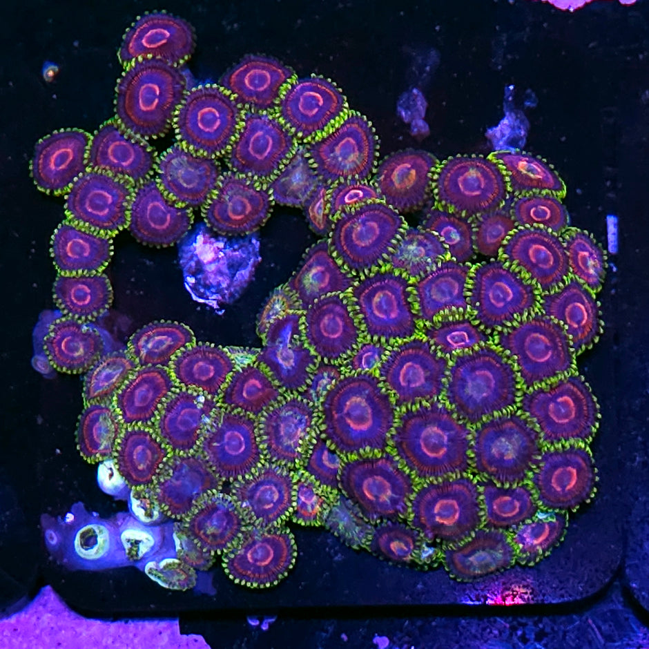 HF Nosferatu Zoa Colony
