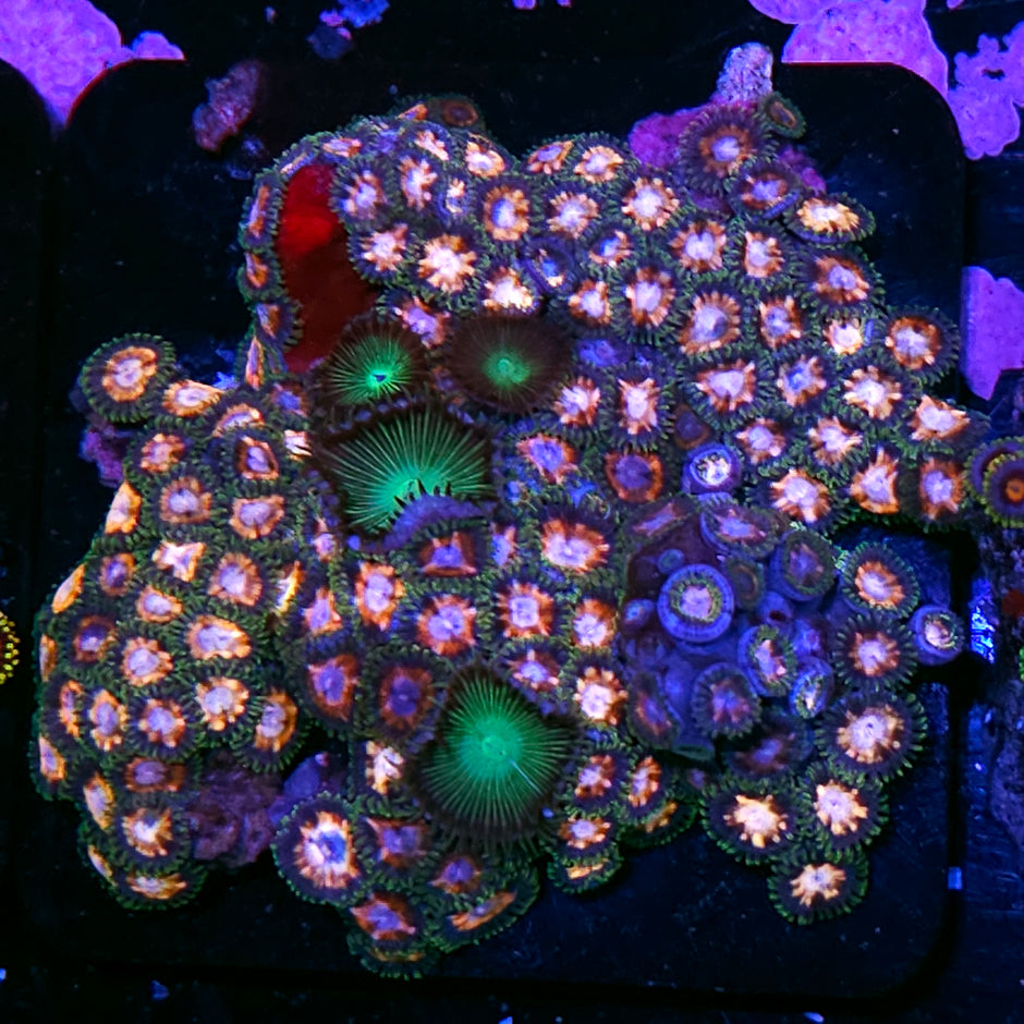 3" JF Fairytale Zoa Colony