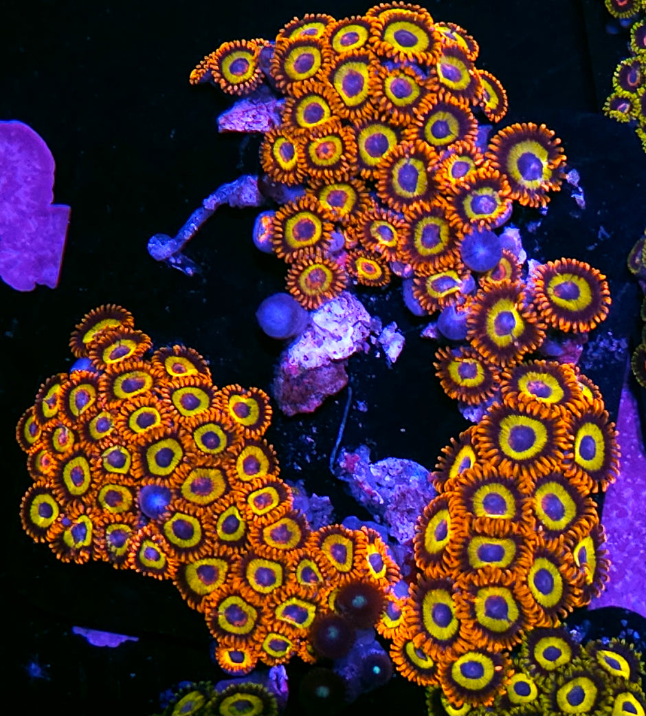 3" Fruit Loop Zoa Colony