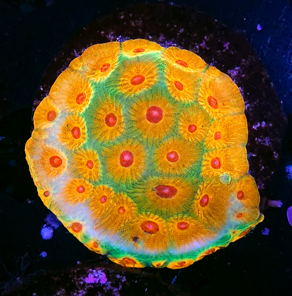 HF Fascination Favia Colony