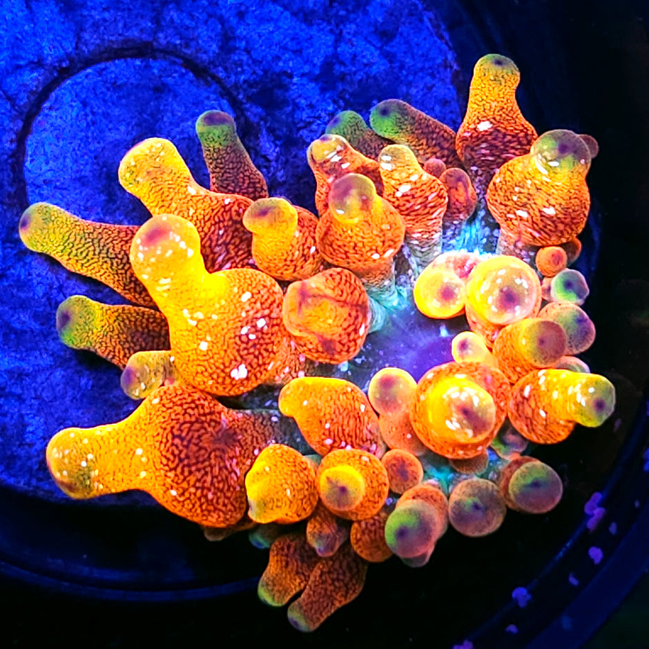 Arizona Sunset Bubble Anemone