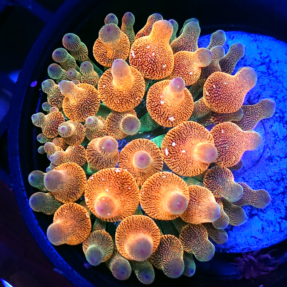 Hawaiian Punch Bubble Anemone