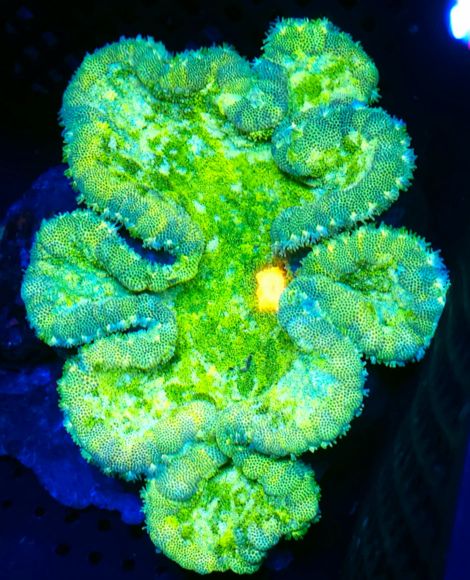 5-6" Electric Citrus Pizza Anemone