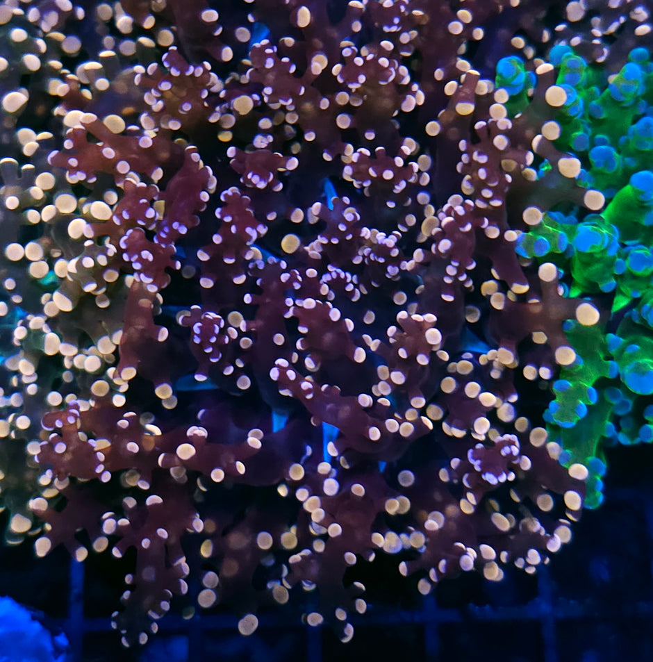 Oracle Octospawn