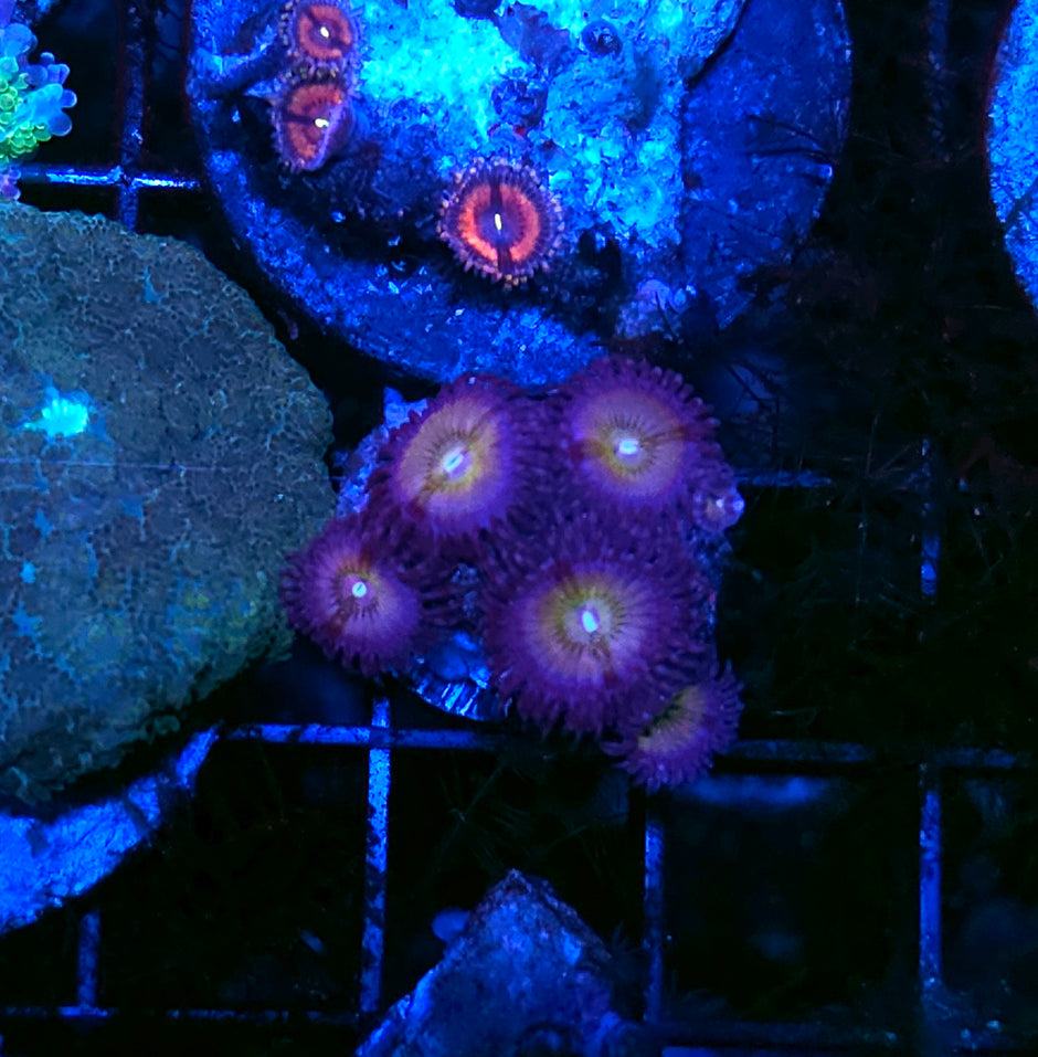 Rainbow Infusion Zoas