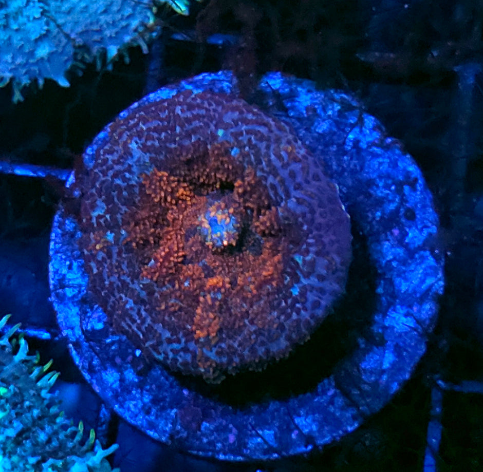 Fire Inside Pincushion Mushroom