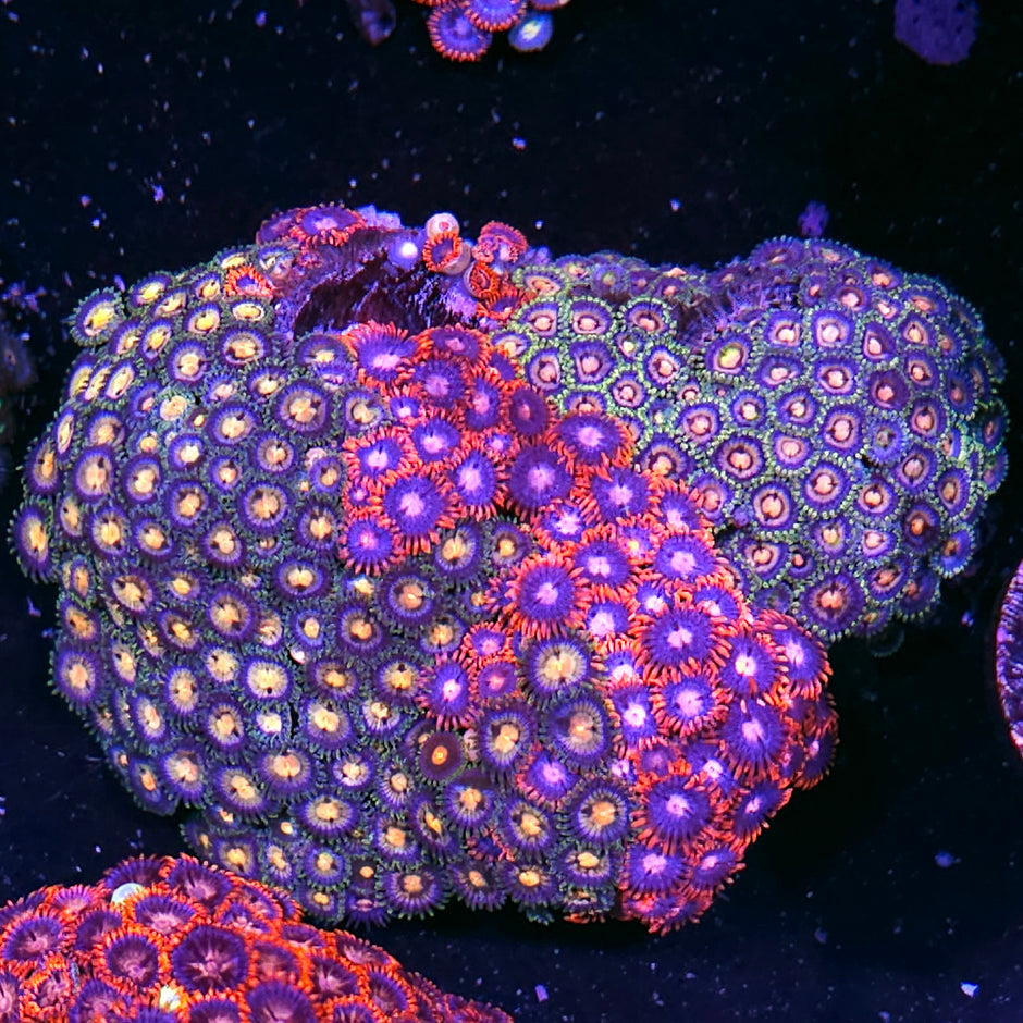 Holy Moly Triple Mix Zoa Colony