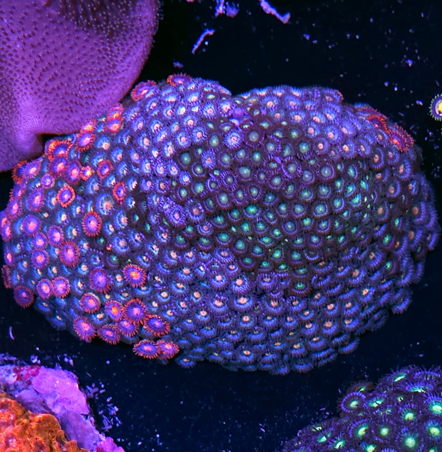Ridiculous Triple Mix Zoa Colony