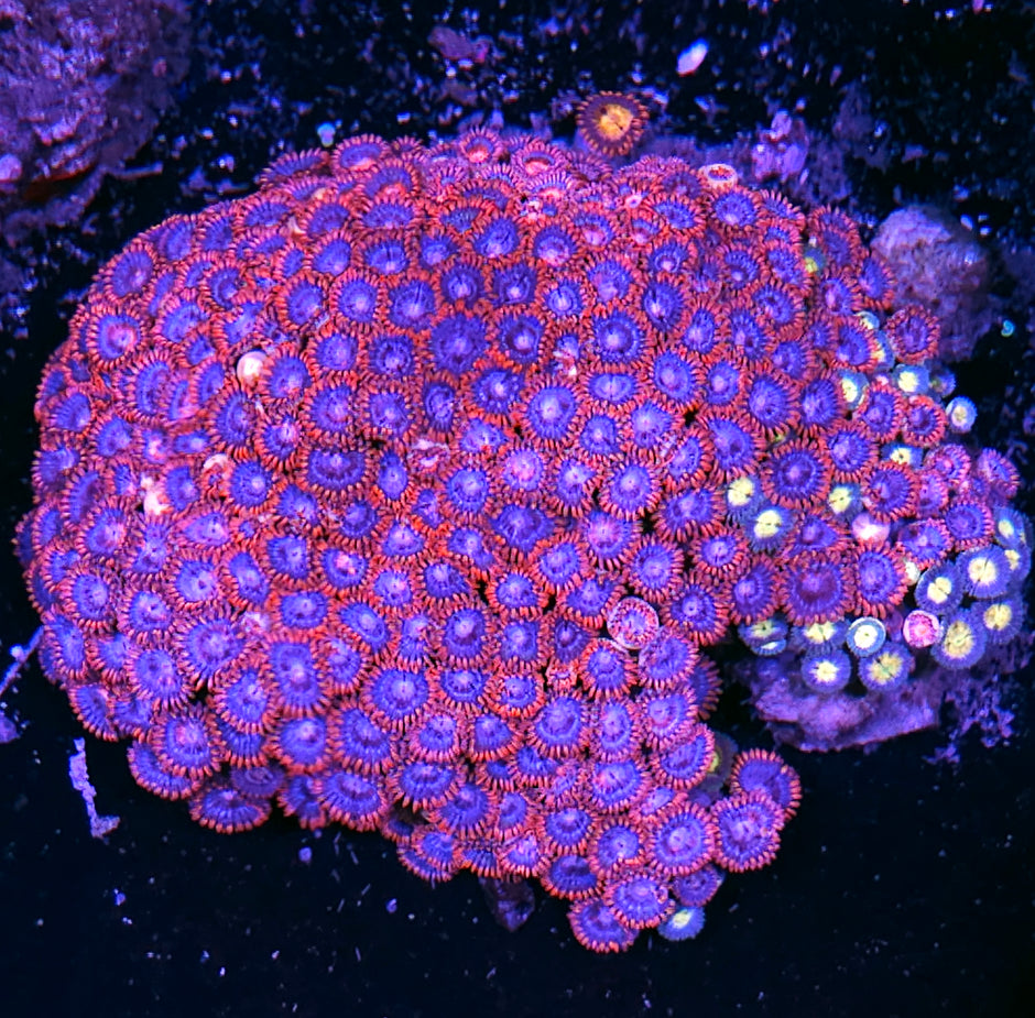 Fire & Ice & Electric Butterfly Zoa Mix Colony