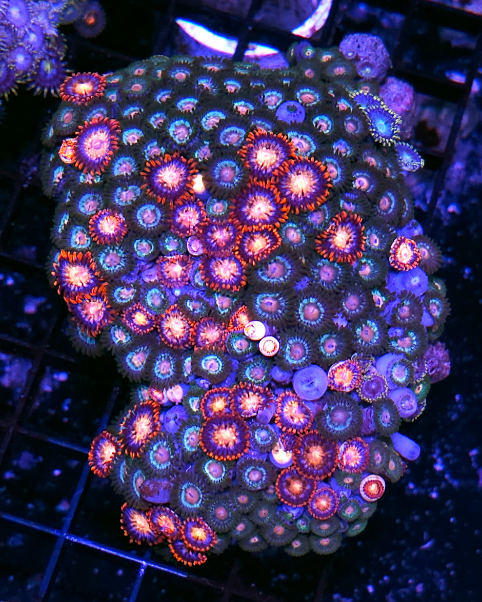 Vice City and Fireworks Zoa Colony