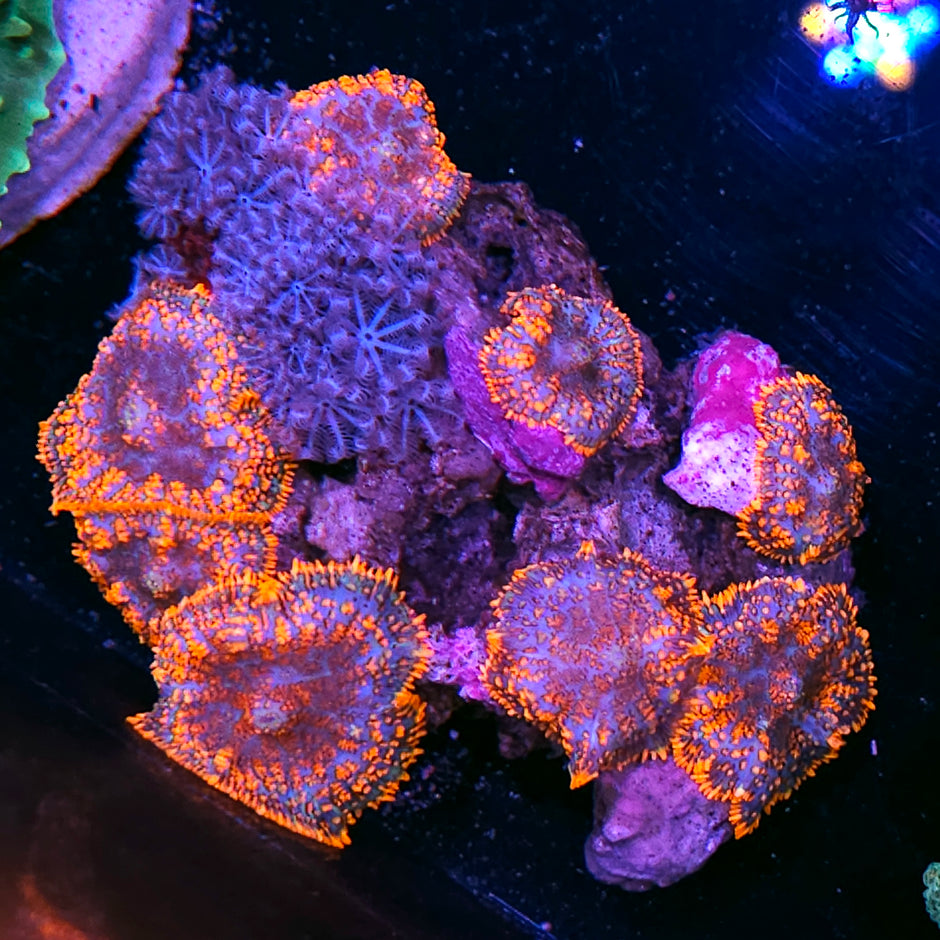 Powerbomb Mushroom & Xenia Mix Colony