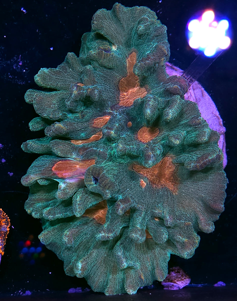 7" Melon Madness Pectinia Colony