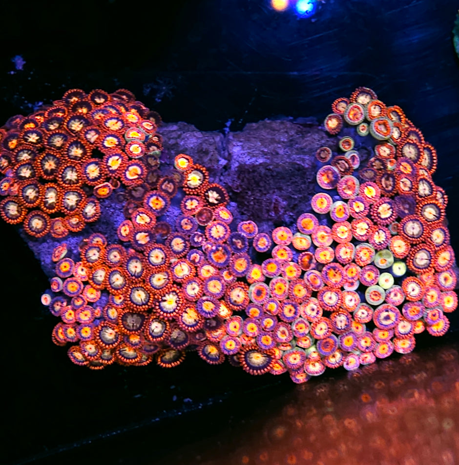 Alpha Omega Zoa Colony