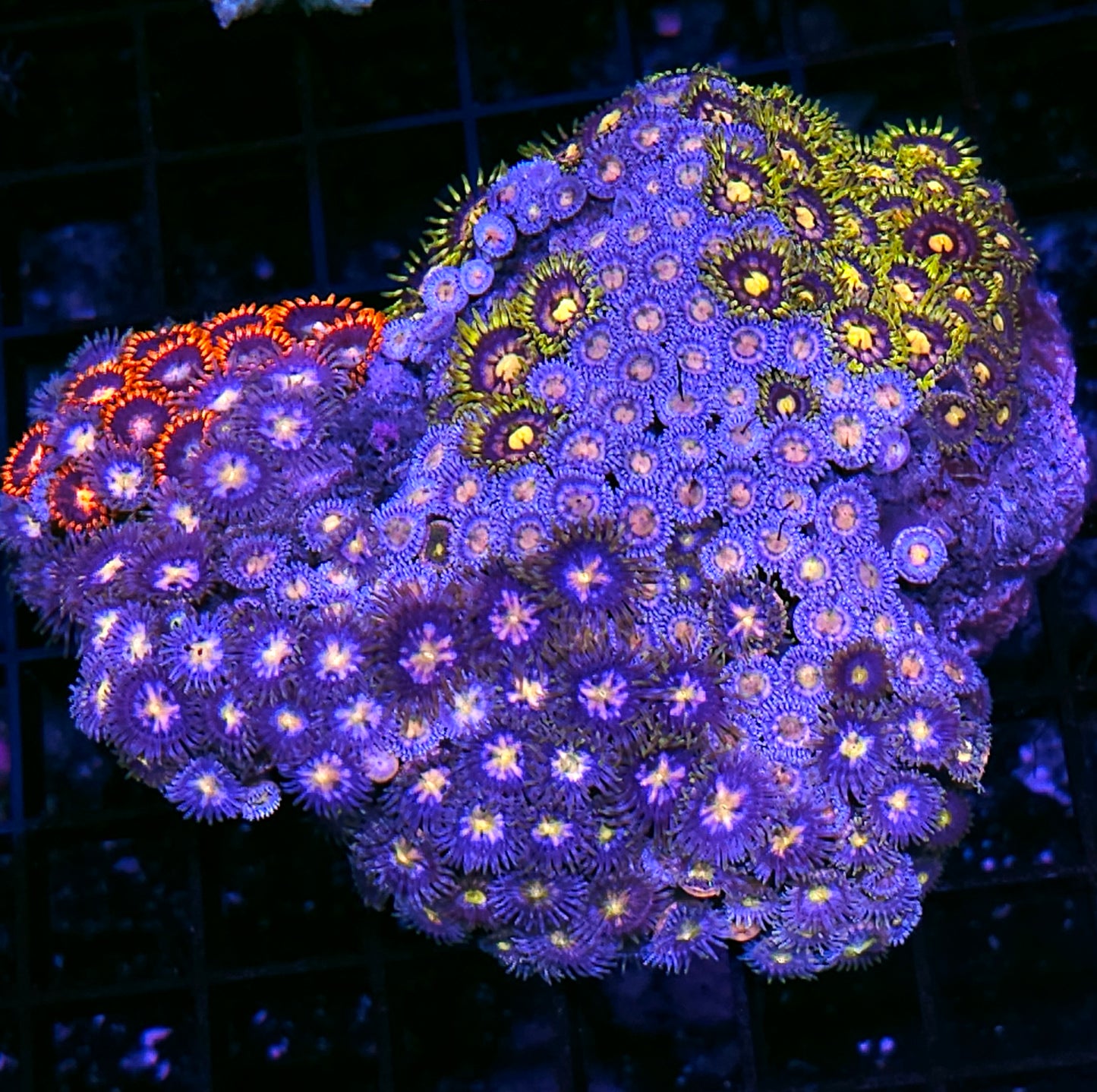 Holy Moly Quadruple Mix Zoa Colony