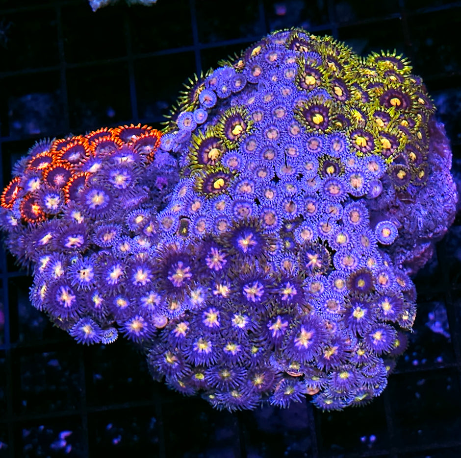 Holy Moly Quadruple Mix Zoa Colony
