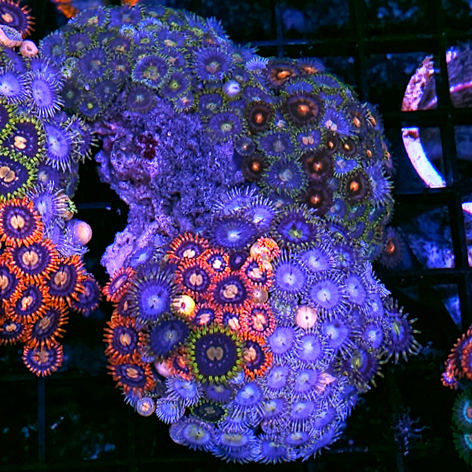 Epic Quadruple Mix Zoa Colony