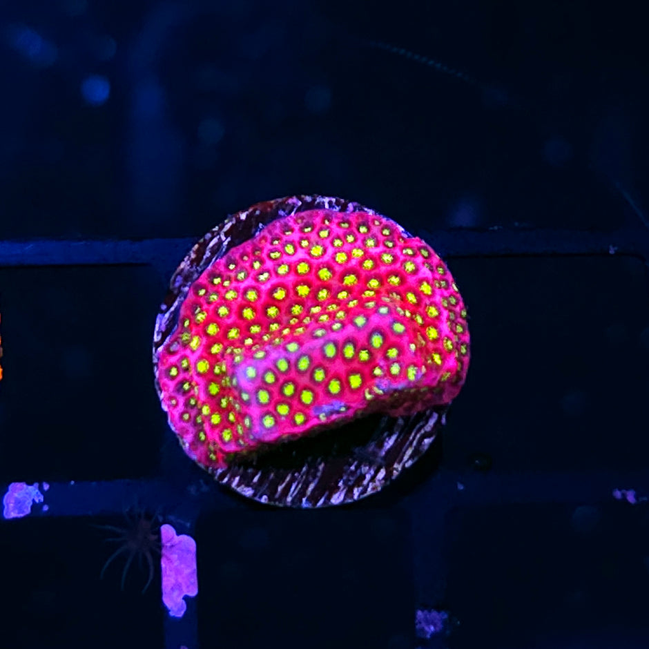 ECC Electric Daisies Stylocoeneila