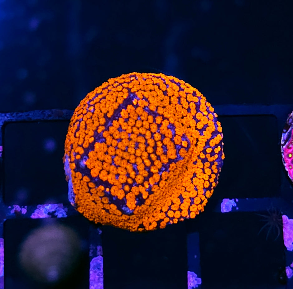 Hellfire Montipora